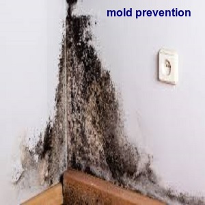 mold prevention