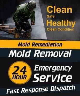 mold removal